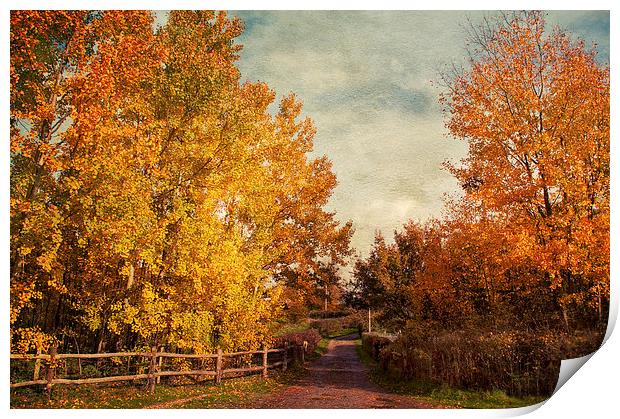 Autumnal  Vibrance Print by Dawn Cox