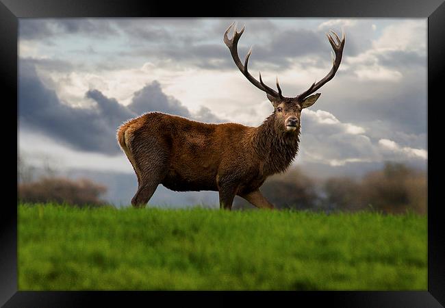 Red Stag Framed Print by Simon West