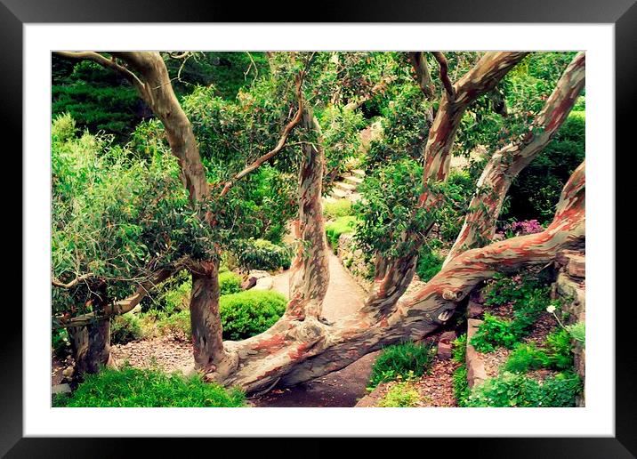 An interesting tree ! Framed Mounted Print by Bill Lighterness