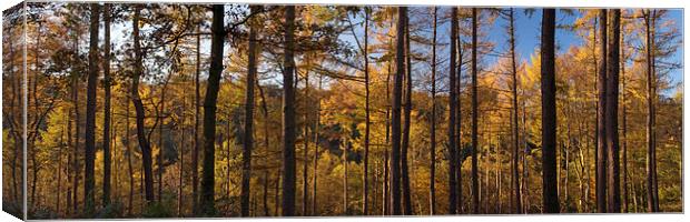 Ousbrough Wood Panorama Canvas Print by Ray Pritchard