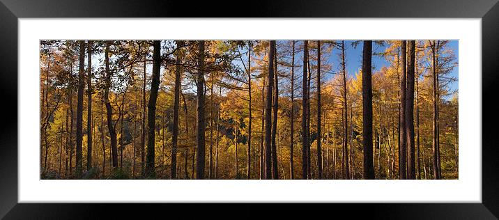Ousbrough Wood Panorama Framed Mounted Print by Ray Pritchard