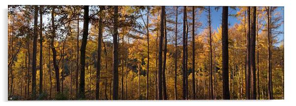 Ousbrough Wood Panorama Acrylic by Ray Pritchard