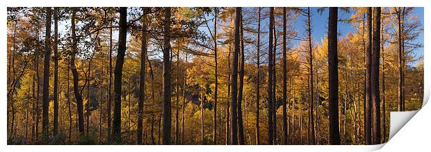 Ousbrough Wood Panorama Print by Ray Pritchard