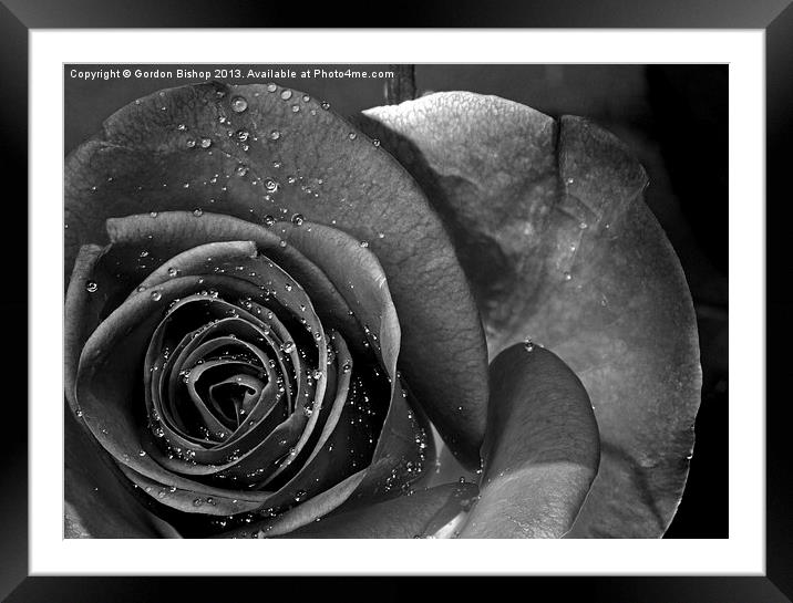 Black & white Rose Framed Mounted Print by Gordon Bishop