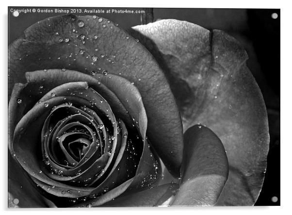 Black & white Rose Acrylic by Gordon Bishop