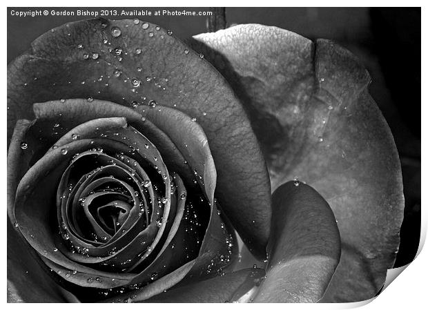 Black & white Rose Print by Gordon Bishop