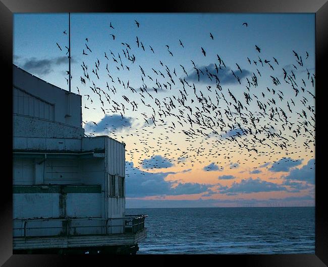 Starlings Framed Print by Victor Burnside