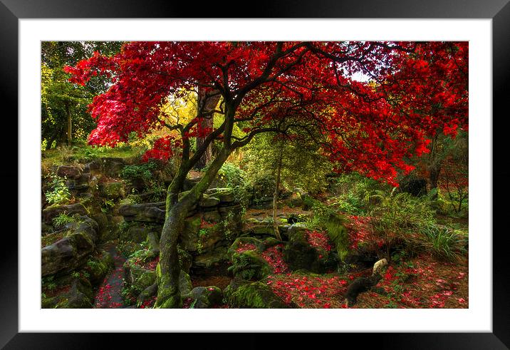 Autumn Colours at Rosshall Park Glasgow Framed Mounted Print by Tylie Duff Photo Art