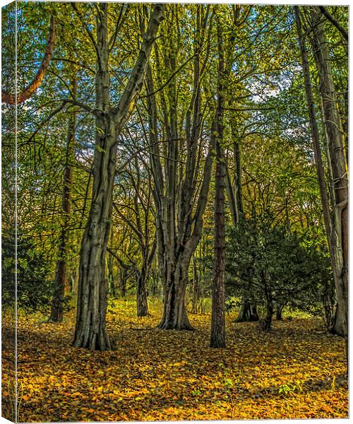 Autumn in the Woods at Rosshall Park, Glasgow Canvas Print by Tylie Duff Photo Art