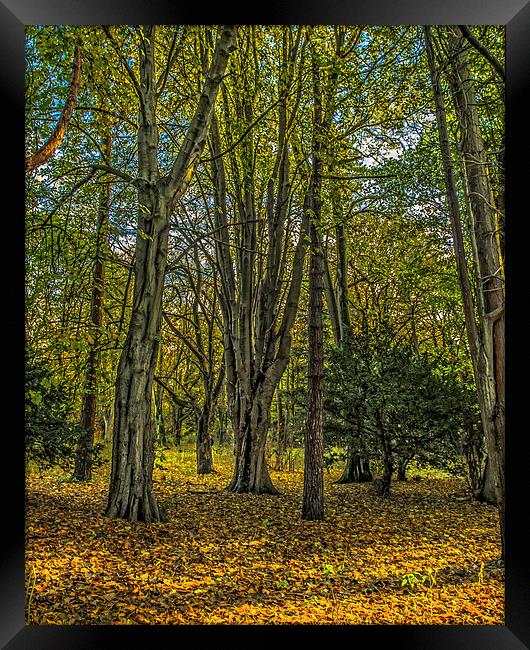 Autumn in the Woods at Rosshall Park, Glasgow Framed Print by Tylie Duff Photo Art
