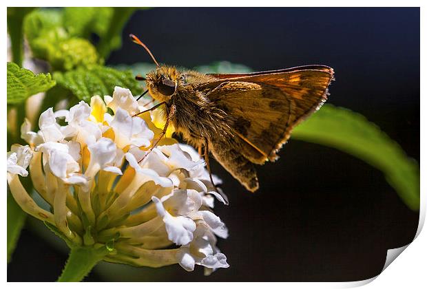 small brown hairy butterfly Print by Craig Lapsley