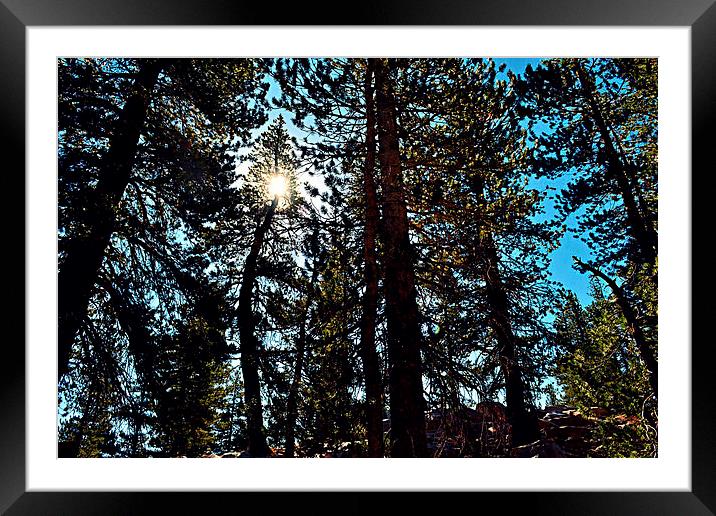 Yosemite trees Framed Mounted Print by Natalie Foskett