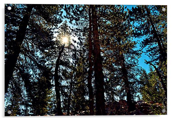 Yosemite trees Acrylic by Natalie Foskett