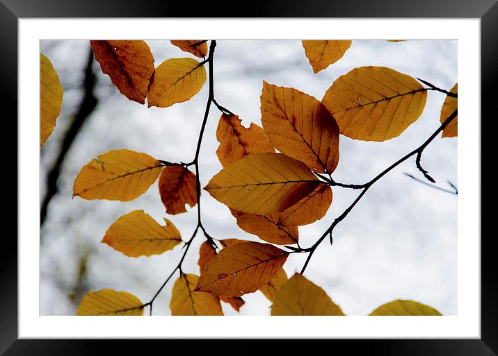 Autumn Leaves Framed Mounted Print by John Hastings
