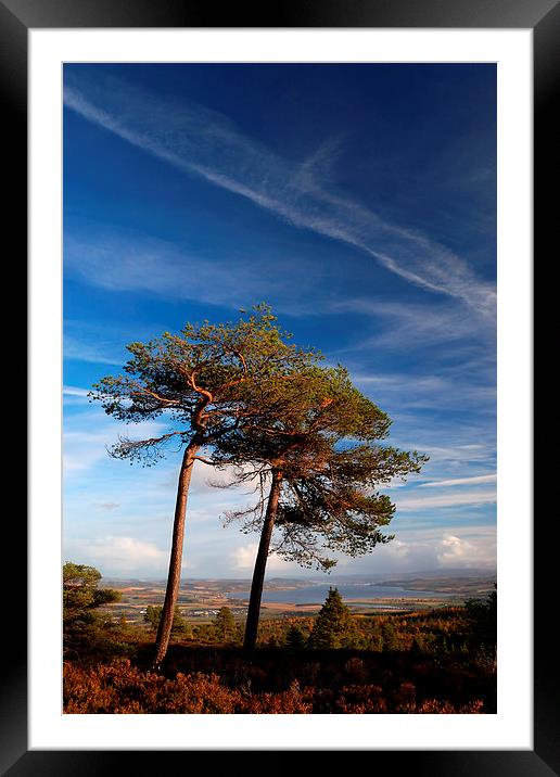 Entwined Framed Mounted Print by Macrae Images