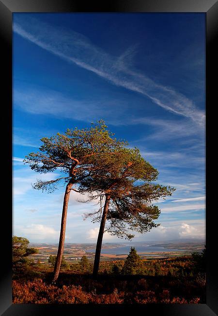 Entwined Framed Print by Macrae Images