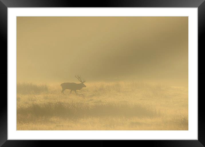 Red Stag at Sunrise Framed Mounted Print by Natures' Canvas: Wall Art  & Prints by Andy Astbury