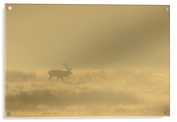 Red Stag at Sunrise Acrylic by Natures' Canvas: Wall Art  & Prints by Andy Astbury