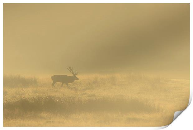 Red Stag at Sunrise Print by Natures' Canvas: Wall Art  & Prints by Andy Astbury