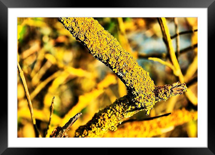 Yellow fungus on a branch Framed Mounted Print by Robert Cane