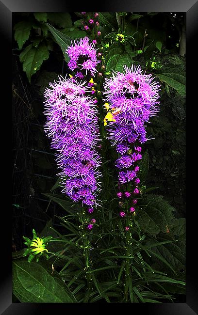 Glorious Flora Framed Print by james balzano, jr.