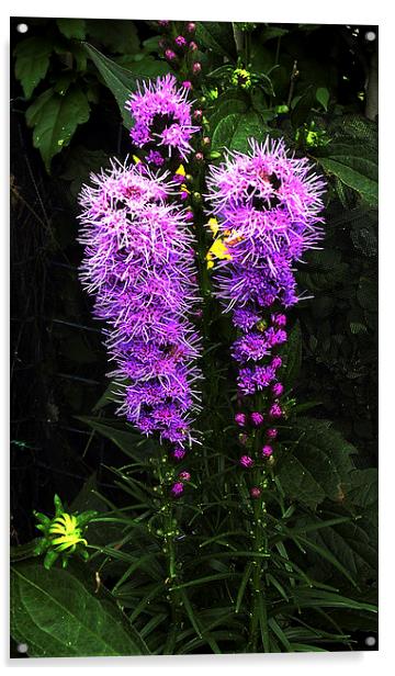 Glorious Flora Acrylic by james balzano, jr.