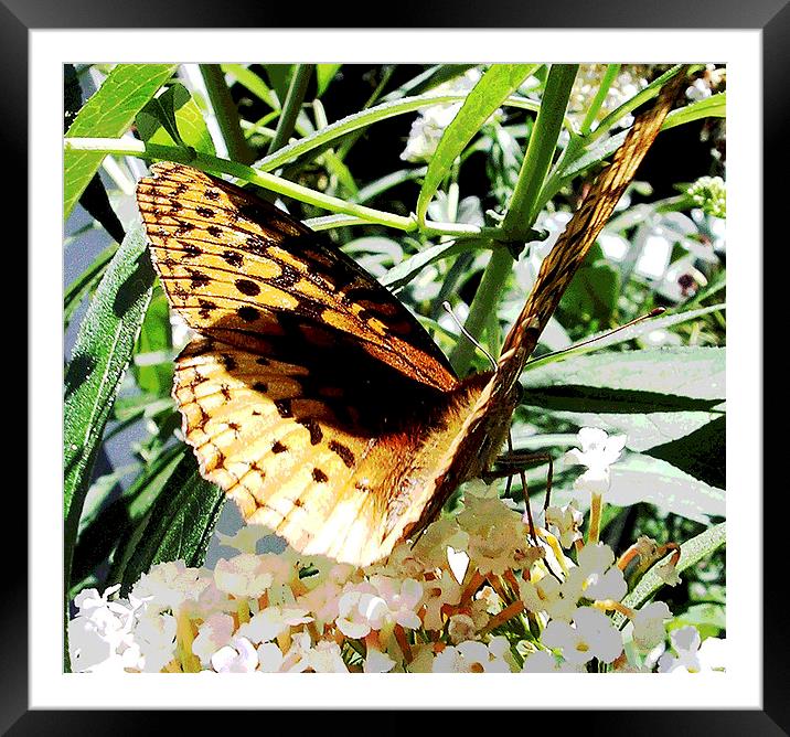 Bold Butterfly Framed Mounted Print by james balzano, jr.