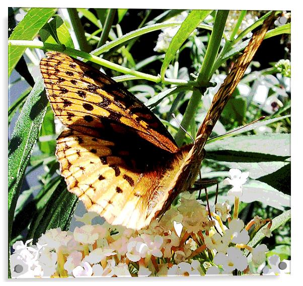 Bold Butterfly Acrylic by james balzano, jr.