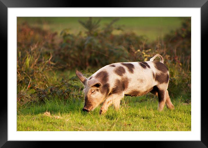 Pig of the New Forest national park Framed Mounted Print by Ian Jones