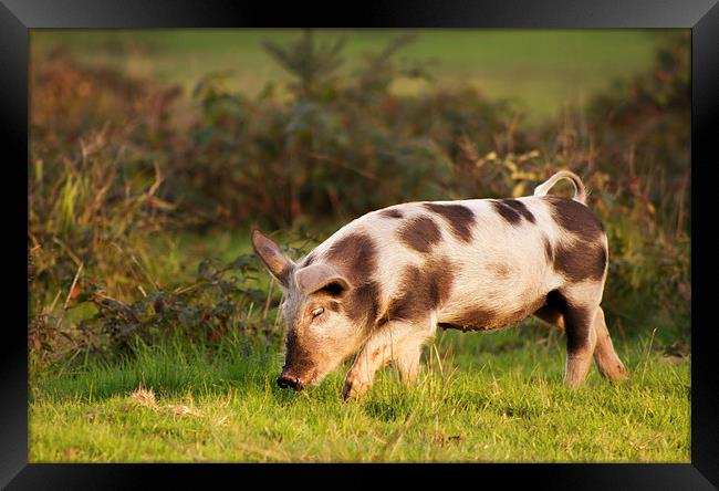 Pig of the New Forest national park Framed Print by Ian Jones