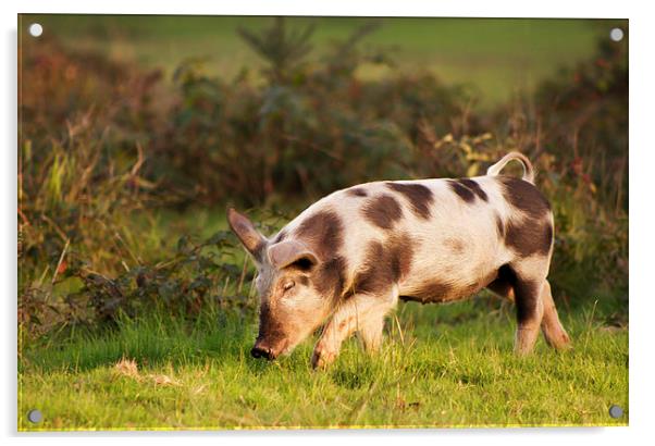 Pig of the New Forest national park Acrylic by Ian Jones