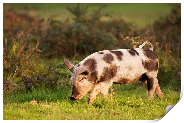 Pig of the New Forest national park Print by Ian Jones