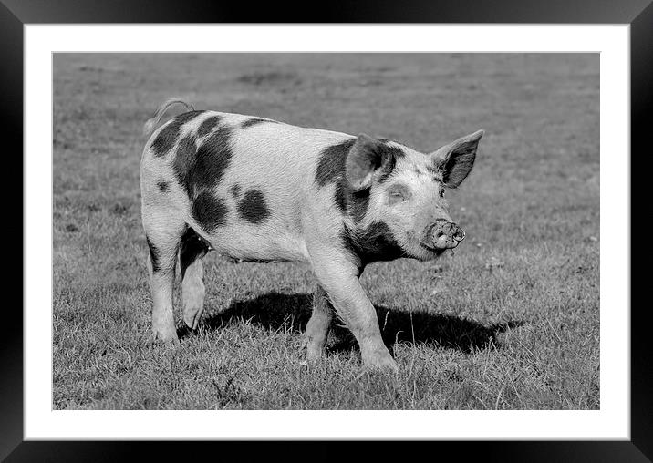 Pig of the New Forest Framed Mounted Print by Ian Jones