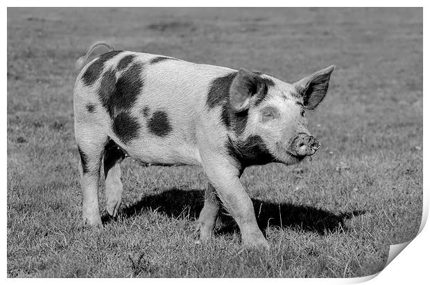 Pig of the New Forest Print by Ian Jones