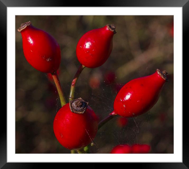 Rose Hips Framed Mounted Print by colin chalkley