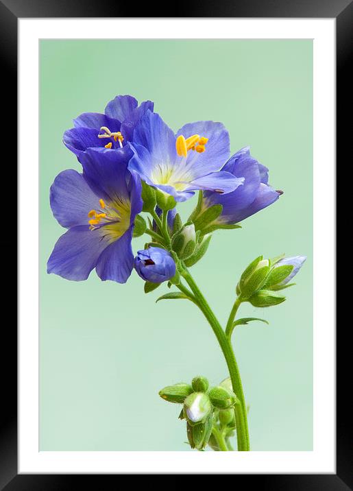 Jacobs Ladder Framed Mounted Print by Jim Alford