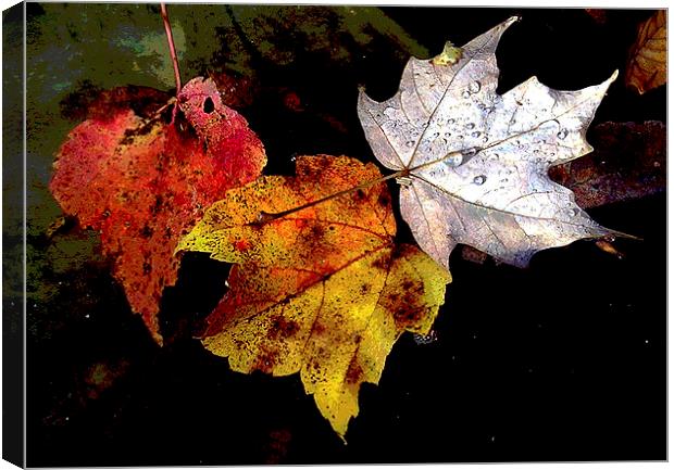Leaves in Pond Canvas Print by james balzano, jr.