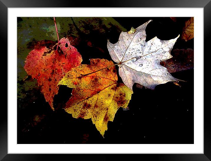 Leaves in Pond Framed Mounted Print by james balzano, jr.