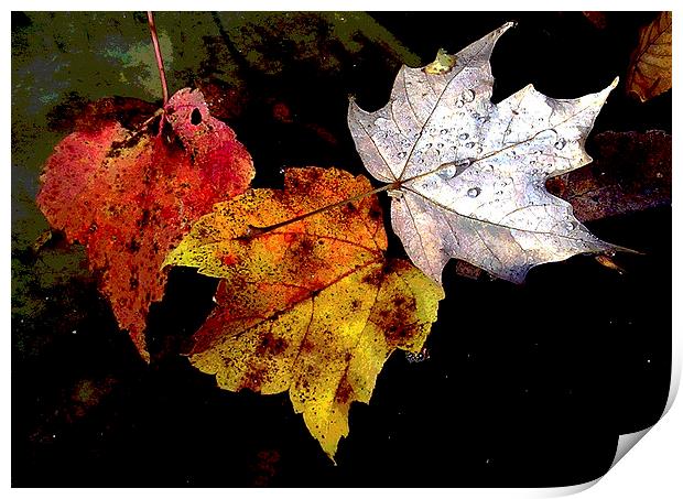 Leaves in Pond Print by james balzano, jr.