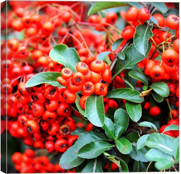 Wild Red Berries Canvas Print by Robert Cane