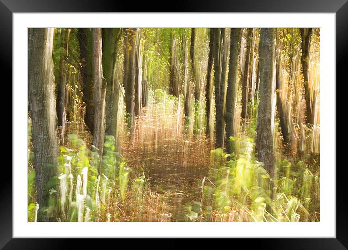 Enchanted Forest Framed Mounted Print by Keith Thorburn EFIAP/b