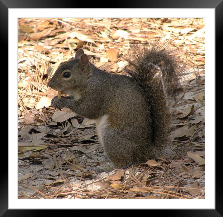 Aw Nuts Framed Mounted Print by Thomas Grob