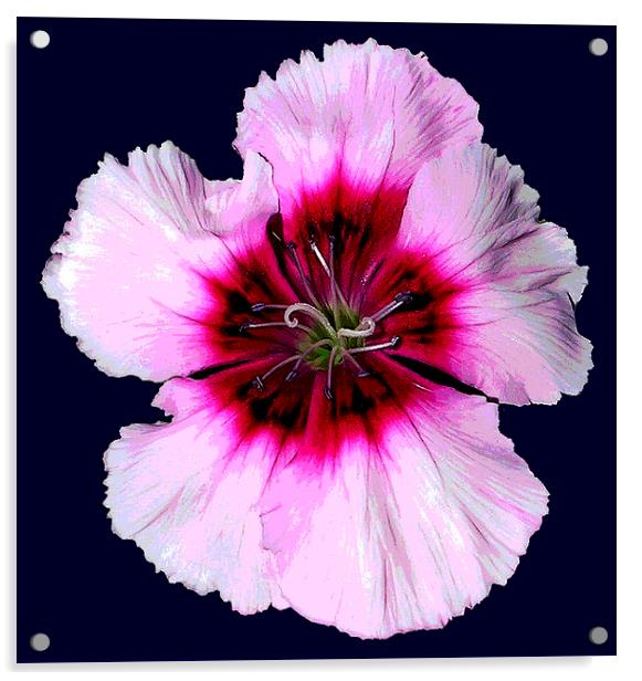 Dianthis Blossom Acrylic by james balzano, jr.