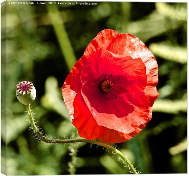 Red Poppy Canvas Print by Sean Foreman
