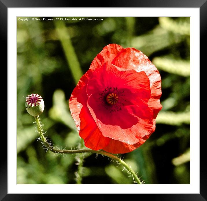 Red Poppy Framed Mounted Print by Sean Foreman