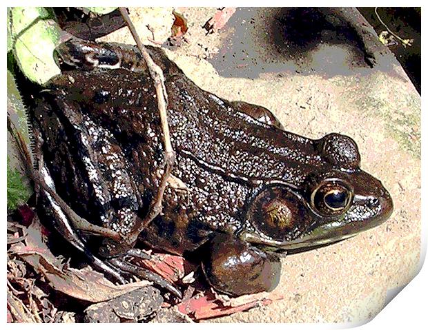 Frog in Our Pond Print by james balzano, jr.