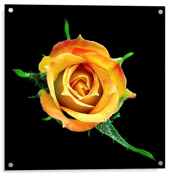 The Rose Acrylic by james balzano, jr.