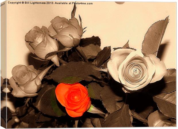 Colour of the rose Canvas Print by Bill Lighterness