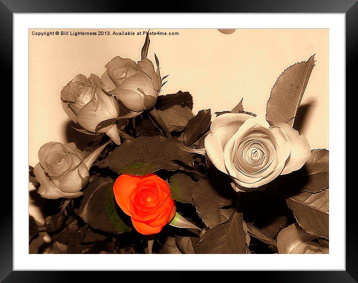 Colour of the rose Framed Mounted Print by Bill Lighterness