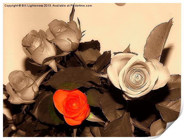 Colour of the rose Print by Bill Lighterness